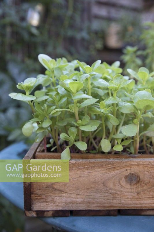 Lambs Lettuce growing in wooden container