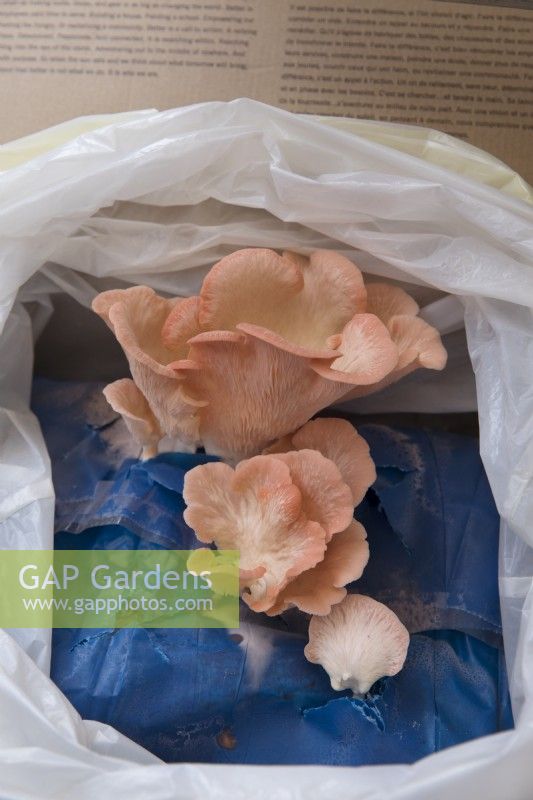 Oyster mushroom kit