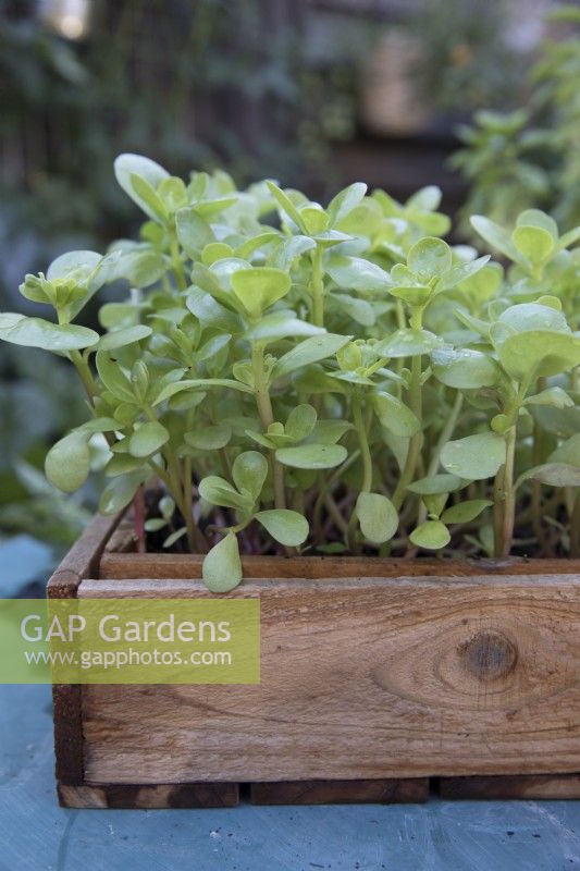 Growing lambs lettuce in wooden crate