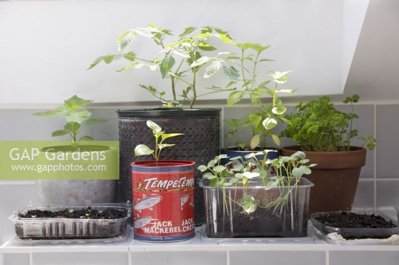 Crops growing in recycled containers on a sunny window ledge