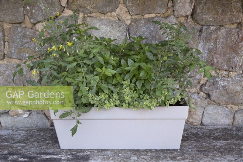 Bush tomatoes, greek basil and variegated thyme growing in a windowbox sitting on a wooden bench