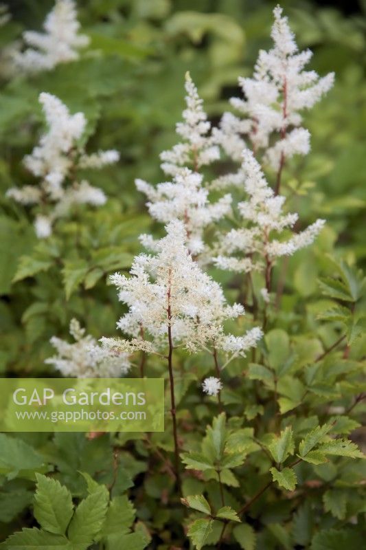 Astilbe 'Rock and Roll'