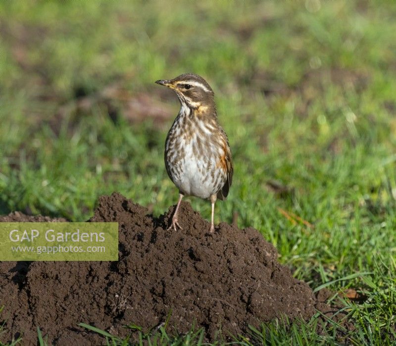Redwing Turdus musicus feeding on mole hill for earth worms