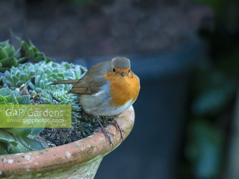Robin Erithacus Rubecula  perched on terra cotta pot Winter January