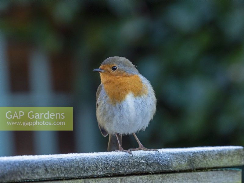Robin Erithacus Rubecula perched on fence Winter January