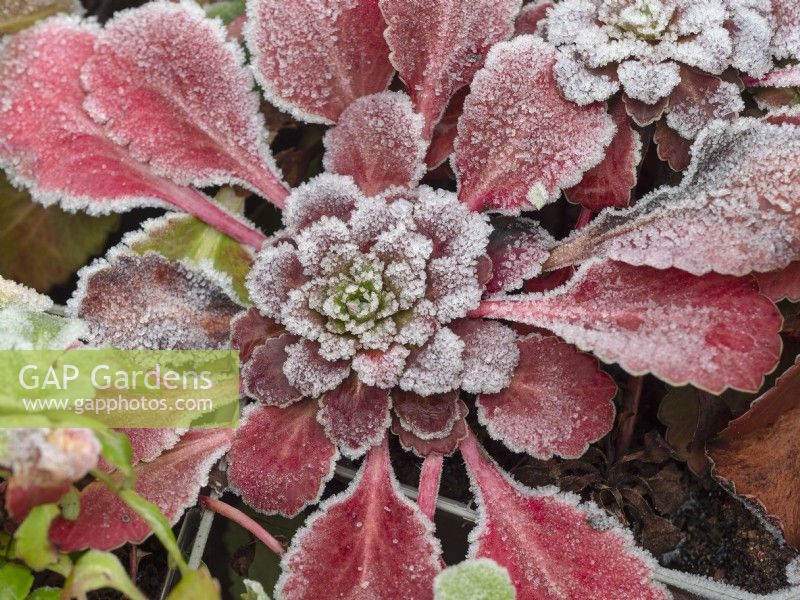 Saxifraga umbrosa - London pride  covered in frost winter January