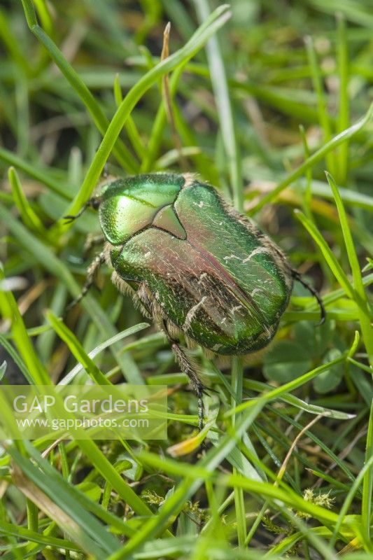 Cetonia aurata - Rose Chafer Beetle. March. Close up on lawn.