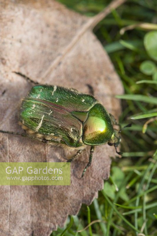 Cetonia aurata - Rose Chafer Beetle. March. Close up on dead leaf on lawn
.