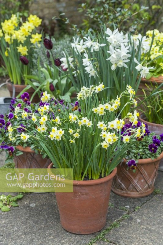 Narcissus 'Minnow' and 'Thalia'. Spring flower display in terracotta pots with Viola 'Antique Shades'. April.