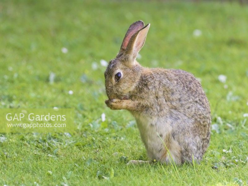 Oryctolagus cuniculus - Rabbit on lawn washing face