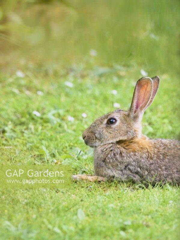 Oryctolagus cuniculus - Rabbit resting on lawn