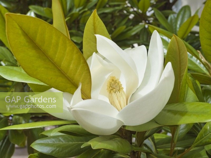 Magnolia virginiana - Swamp Laurel or Sweetbay