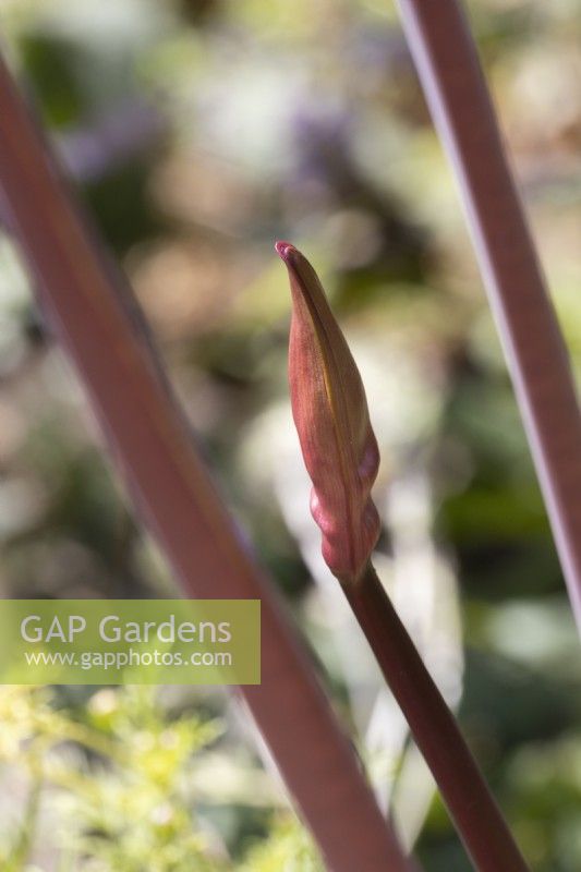 Guernsey Lilly, Nerine sarniensis, shoots and flower bud. Selective focus. Close up. September