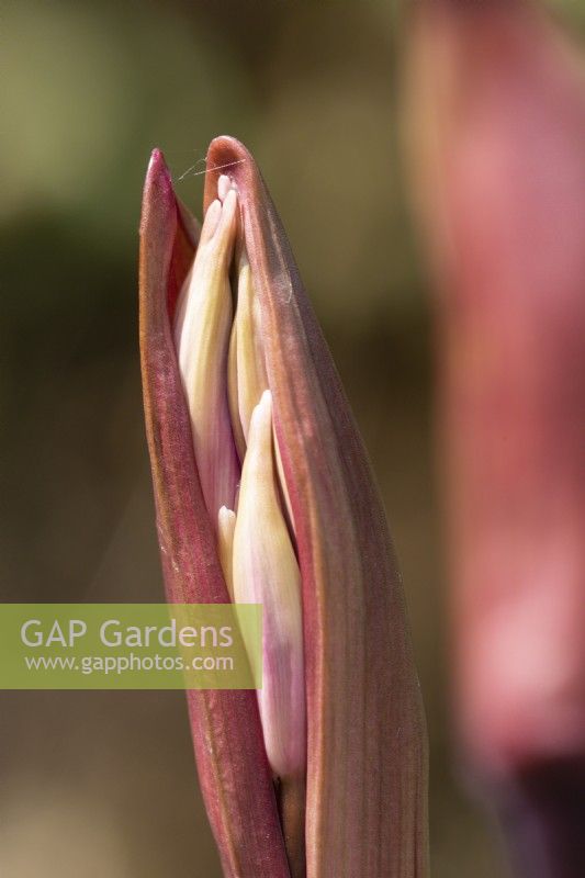 Guernsey Lilly, Nerine sarniensis, flower buds beginning to break open. Selective focus. Close up. September