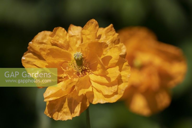 Poppy Orange Feathers, Papaver rupifragum, flower. Close up. Selective focus. July. 