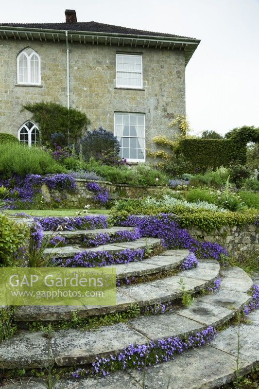 Campanula portenschlagiana colonising steps in May