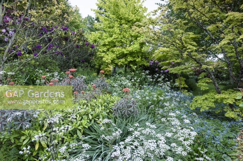 Lush planting in a country garden including euphorbias amongst white anthriscus and blue brunnera backed by acers in May 