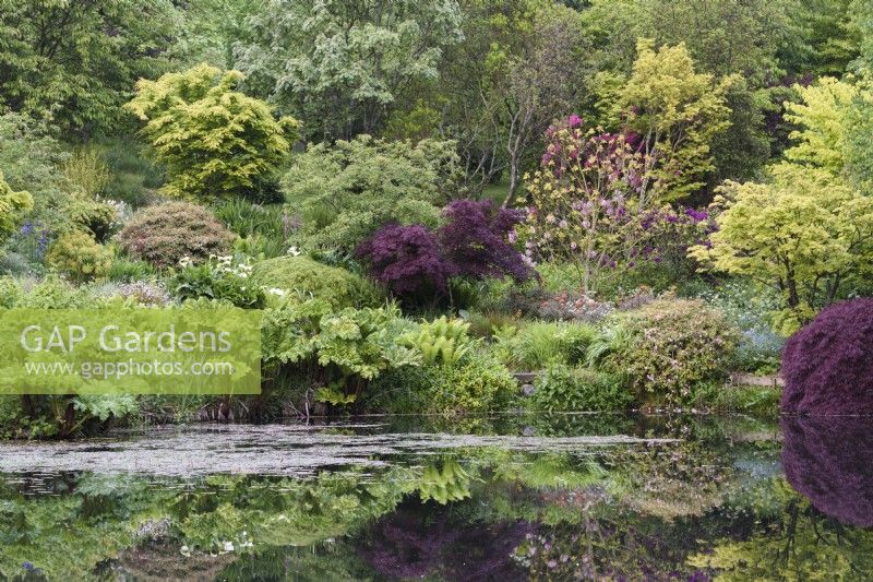 Sloping ground around a gunnera edged lake in May planted with acers, rhododendrons and other trees and shrubs.