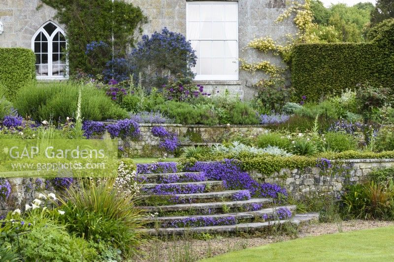 Campanula portenschlagiana flowering on steps and walls in a country garden in May