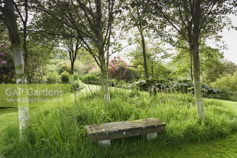 Simple stone seat amongst a grove of white stemmed birch, Betula utilis var. jacquemontii in a country garden in May