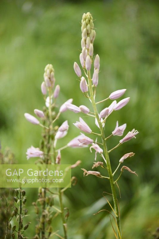 Camassia leichtlinii 'Pale Pink' in May