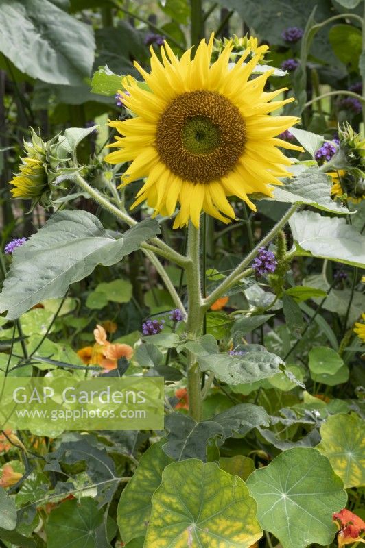 Sunflower with secondary flowers on side shoots