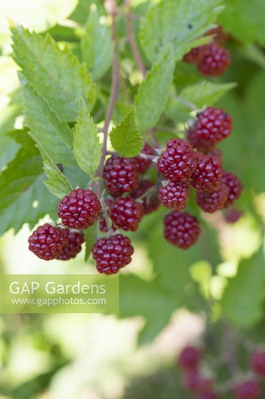 Unripe blackberries in summer