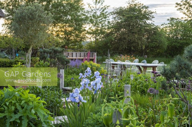 Leading to a terrace, a wooden walkway zig-zags through borders of phlomis, Iris 'Jane Phillips', euphorbia, allium and small pines. Olive tree in pot.