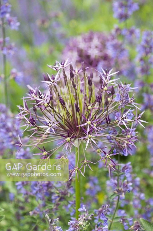 A harmonious purple and blue combination of catmint with Allium cristophii, 'Star of Persia', one of the largest-headed, with silvered purple flowers on stiff 40cm stalks. June.