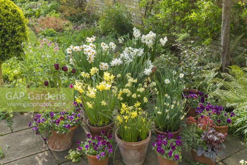 Display of spring bulbs and violas in terracotta pots on patio in April. Narcissus 'Geranium', 'Pipit', 'Silver Chimes', 'Thalia', Minnow', 'Hawera', 'Canaliculatus', 'Segovia', and Viola 'Antique Shades'.