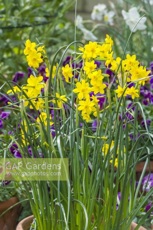 Narcissus jonquilla 'Baby Moon'. A very late flowering variety of dwarf daffodil with highly scented flowers growing in a pot with purple violas. April.