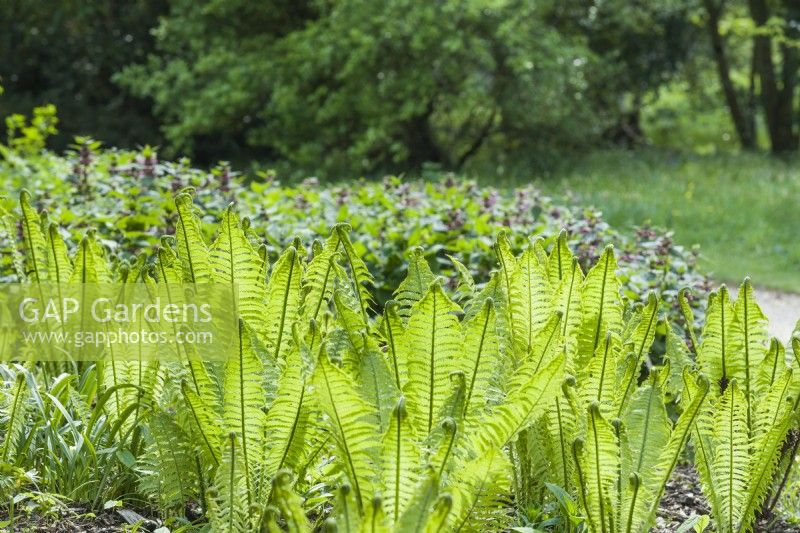 Matteuccia struthiopteris - shuttlecock fern. New fronds unfurling in woodland garden in spring with Lamium orvala in background. April