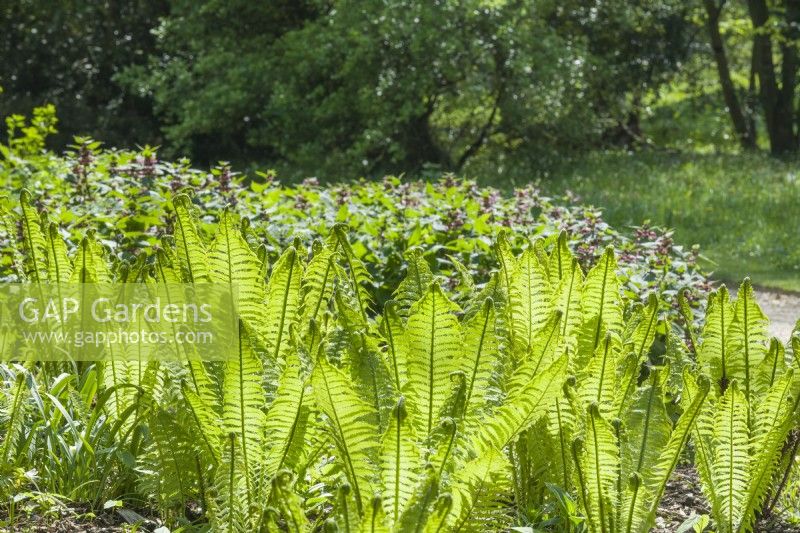 Matteuccia struthiopteris - shuttlecock fern. New fronds unfurling in woodland garden in spring with Lamium orvala in background. April