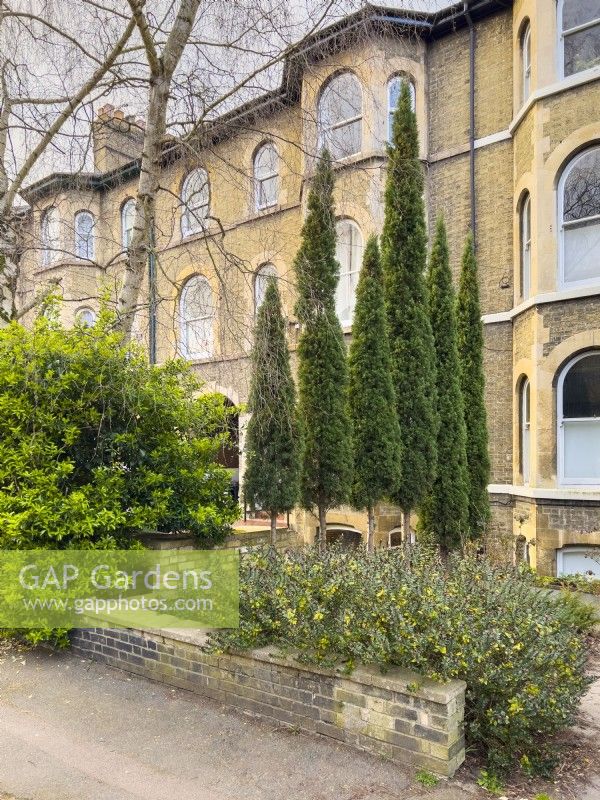 Cupressus sempervirens. Row of six trees creating a visual screen in the front garden of a victorian terraced house. April