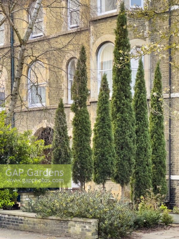 Cupressus sempervirens. Row of six trees creating a visual screen in the front garden of a victorian terraced house. April