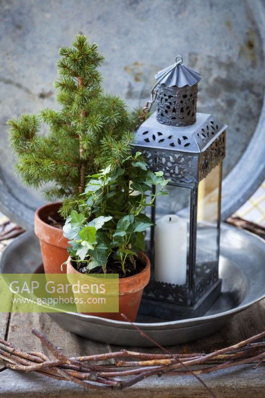 Close up. In a pewter plate stands a Picea glauca 'Conica' next to a miniature ivy. 