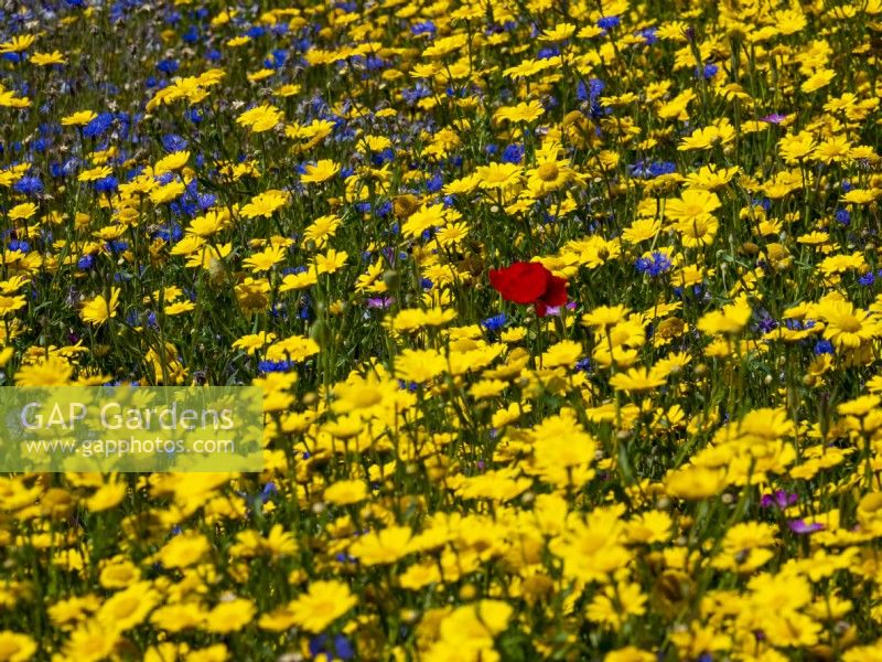 Wild flower meadow with Corn daisy - Glebionis segetum, Corn Poppy -Papaver rhoeas and blue cornflower Centaurea cyanus.