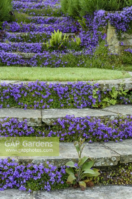 Campanula portenschlagiana colonising steps in May