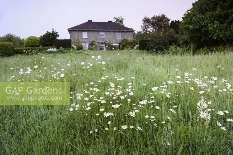 Moon daisies and white camassias in a meadow in a country garden in May