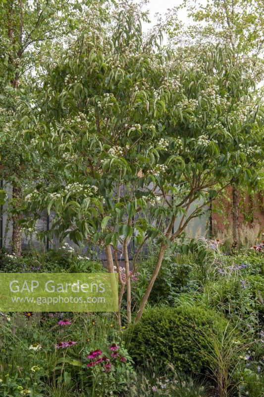 Flowering Heptacodium miconioides in a border with Taxus baccata, Echinacea, grasses and Veronicastrucm - The Florence Nightingale Garden, RHS Chelsea Flower Show 2021