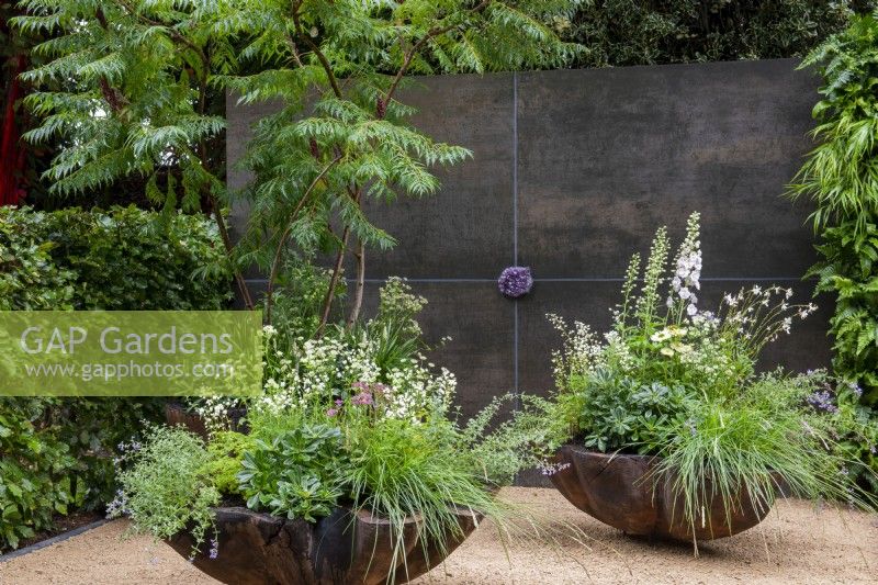 Rhus typhina overhangs scallop-shaped containers with mixed planting of Pittosporum tobira, grasses, Nepeta, Gaura, Astrantia, Delphiniuim and Thalicrum delavayi 'Splendid White', set against a dark wall with Amethyst stone inset - The Stolen Soul Garden, RHS Chelsea Flower Show 2021