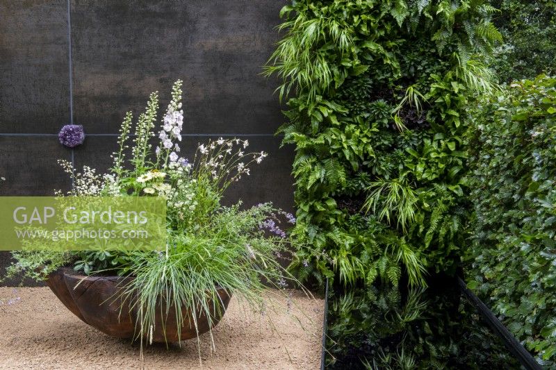 Scallop-shaped container with mixed planting of Pittosporum tobira, grasses, Nepeta, Gaura, Astrantia, Delphiniuim and Thalicrum delavayi 'Splendid White', set against a dark wall with Amethyst stone inset, green living wall reflecting in black edged pond - The Stolen Soul Garden, RHS Chelsea Flower Show 2021