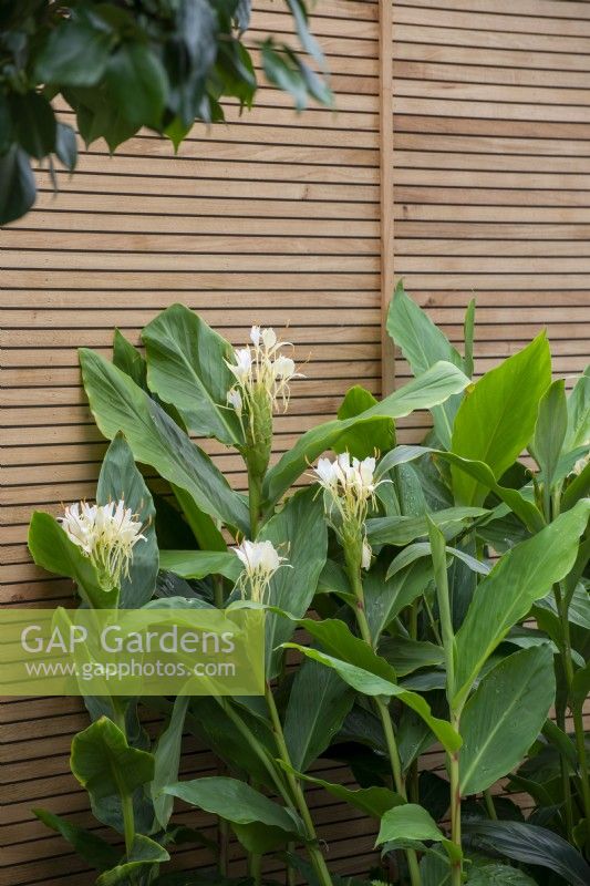 Hedychium gardnerianum against a contemporary slatted fence - The Calm of Bangkok, RHS Chelsea Flower Show 2021