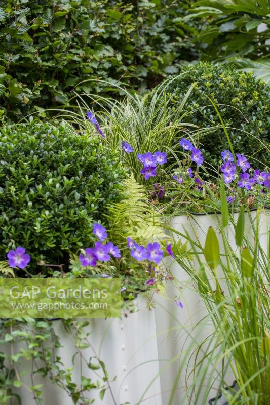 Circular corrugated iron containers with Ilex crenata, Carex and Geranium 'Rozanne' - The Hot Tin Roof Garden, RHS Chelsea Flower Show 2021