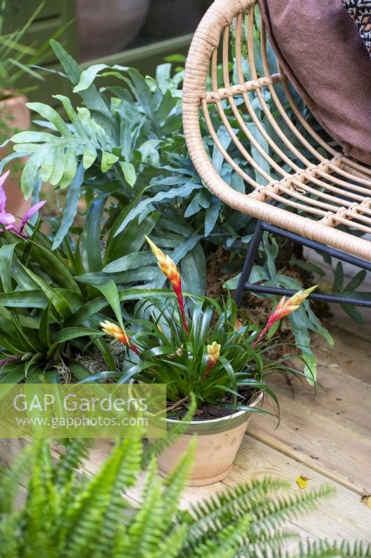 Bromeliad with orange flower buds in a container
