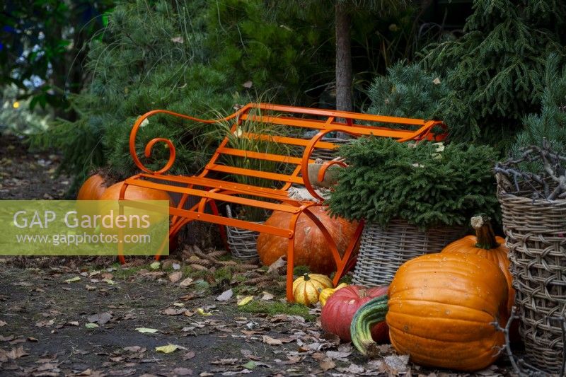 Arrangement of gourds and pumpkins with a metal orange bench surrounded by pine trees