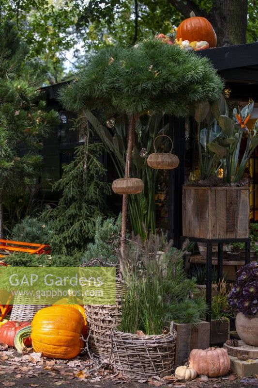 Arrangement of gourds and pumpkins surround a pine tree in basket container