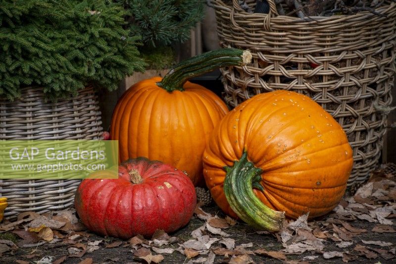 Selection of pumpkins with autumn leaves and wicker baskets