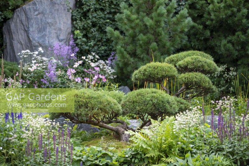 Pinus mugo 'Gnom' - Bodmin Jail: 60 Degrees East, A Garden between Continents, RHS Chelsea Flower Show 2021