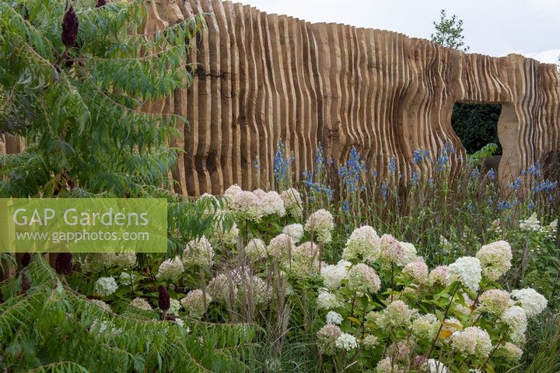 Rhus typhina, Hydrangea paniculata, Miscanthus sinensis and Salvia uliginosa 'Ballon Azul' in front of a carved oak louvred wall - The Boodles Secret Garden, RHS Chelsea Flower Show 2021